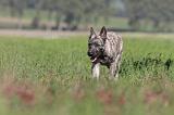BOUVIER DES ARDENNES 104